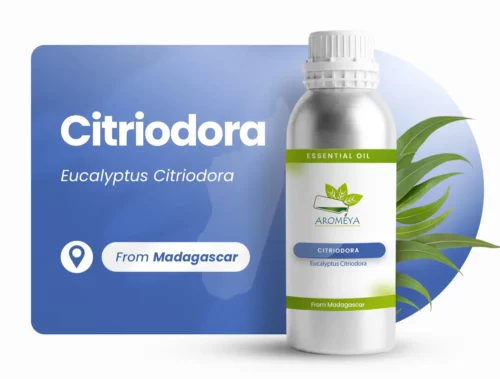 Citriodora de Madagascar