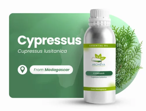 Cyprès de Madagascar
