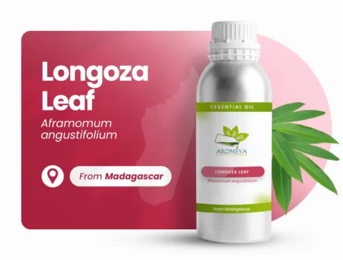 Feuille de longoza de Madagascar