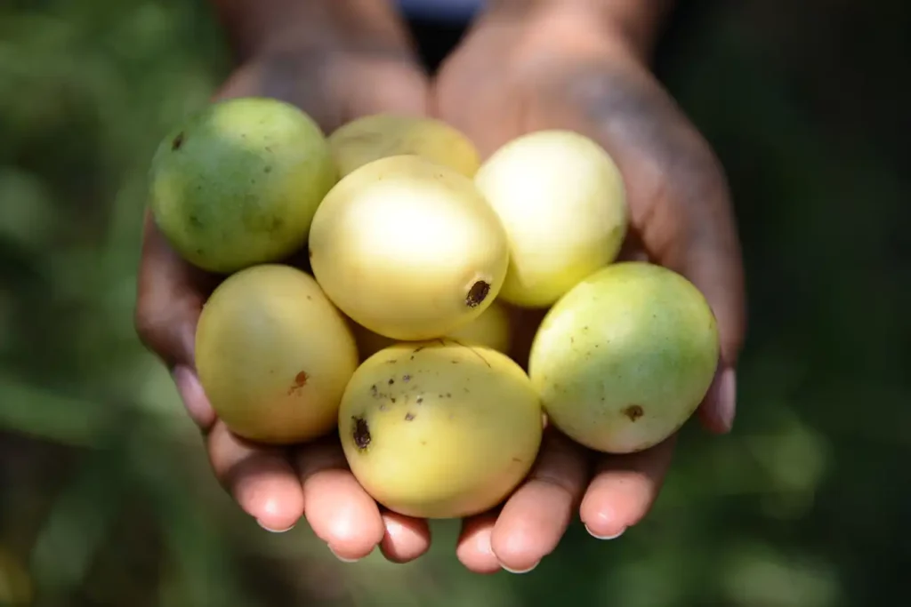 Close-up of marula fruits held in hand, highlighting their natural texture and color