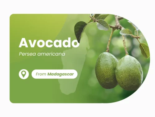 Avocat de Madagascar