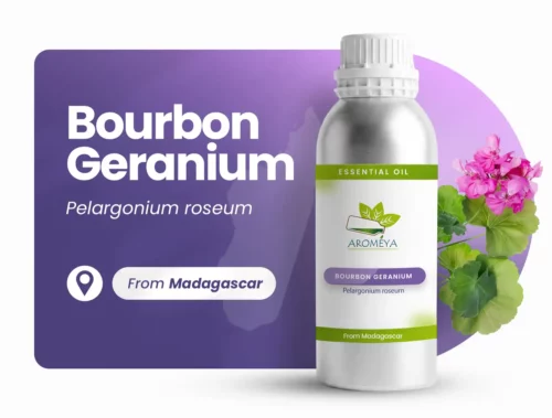 Géranium de Madagascar