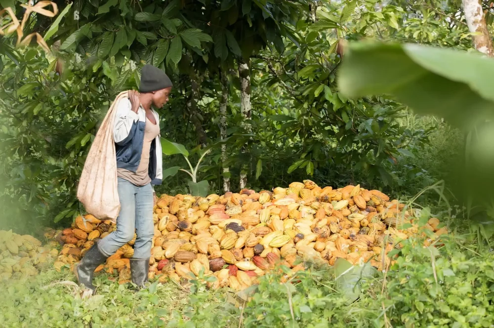 Cacao butter fruits gathered and placed together in a natural setting, ready to be collected