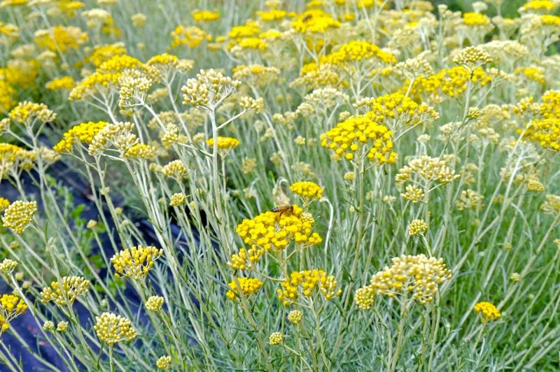 Helichrysum gymno with a bee perched on its bright yellow flowers, capturing the lively interaction between nature and pollinators