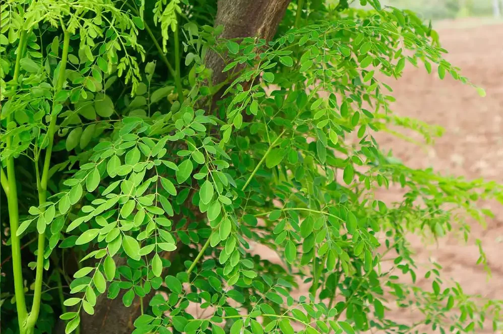 Green moringa leaves with brown branches, highlighting the contrast between the vibrant foliage and the mature branches