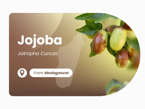 Vegetable oil of Jojoba