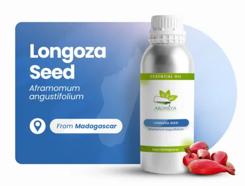 Graine de longoza de Madagascar