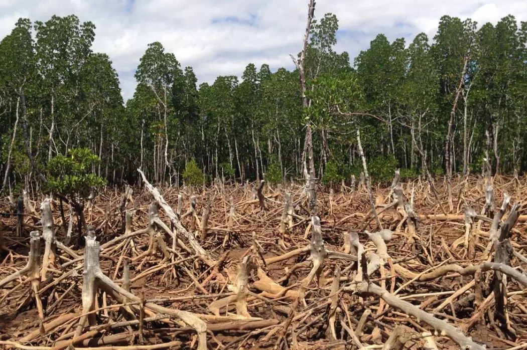 Deforestation scene in a Malagasy forest, showing the impact of land clearing on the natural landscape
