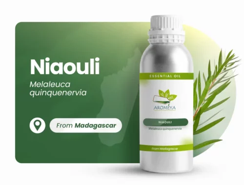Niaouli of Madagascar