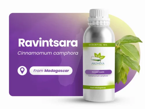 Essential oil of Ravintsara