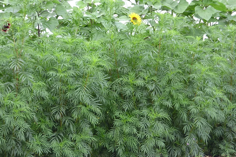 Young green Tagetes minuta leaves, showcasing their fresh, vibrant color and delicate texture