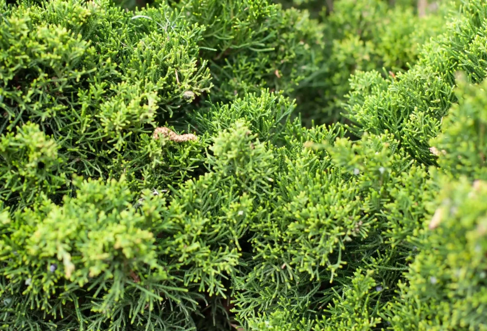 Close-up of cypress leaves in their natural environment