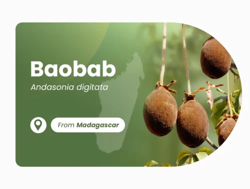 Baobab of Madagascar