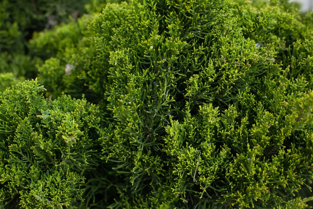 Bald cypress leaves in their natural environment, showcasing their delicate, feathery structure