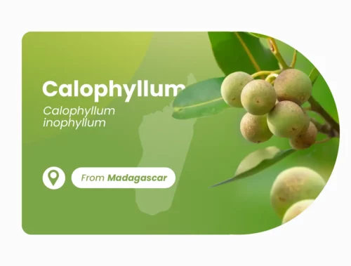 Calophyllum of Madagascar