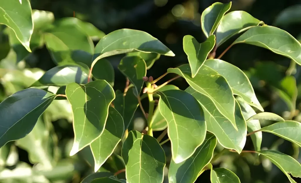 Ravintsara leaves in their natural environment with a bokeh background