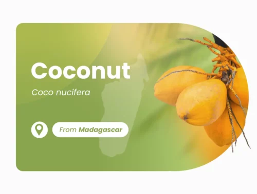 Coco de Madagascar