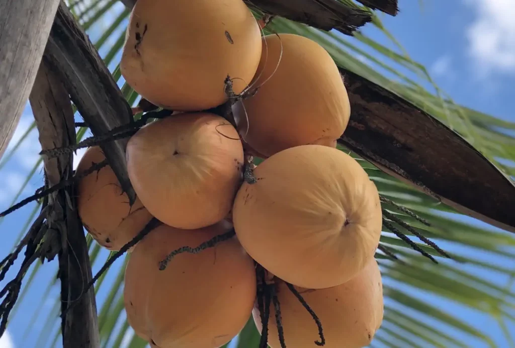 A close-up, upward view of a cluster of King Coconuts with smooth, orange-yellow husks hanging from a palm tree against a bright blue sky with light clouds