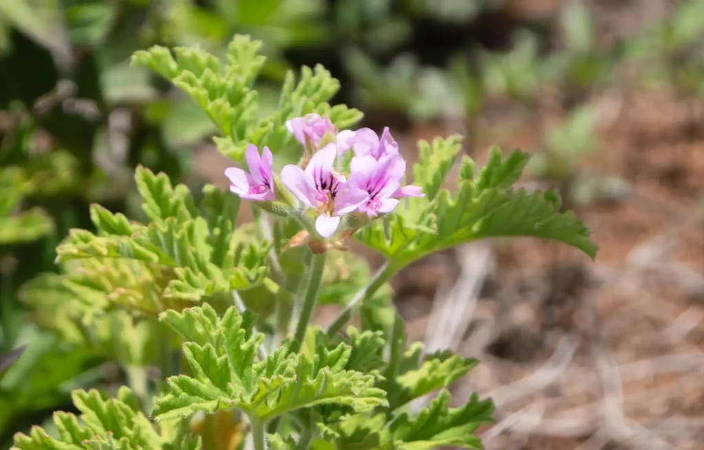 Close-up of geranium leaves with a vibrant purple flower.