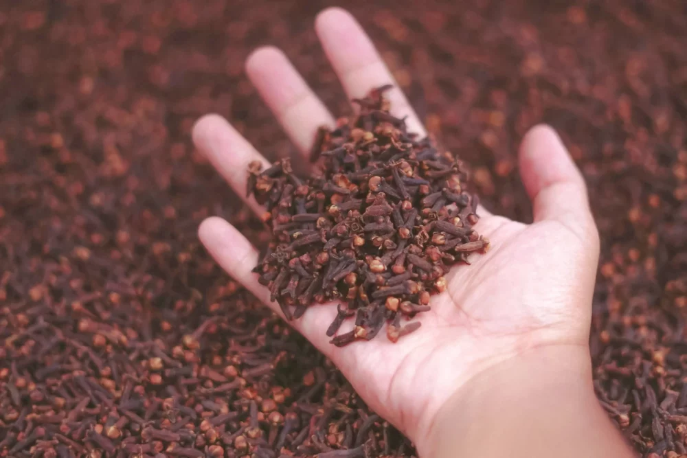 A close-up of a hand holding a generous handful of dried clove buds, showing their texture and color