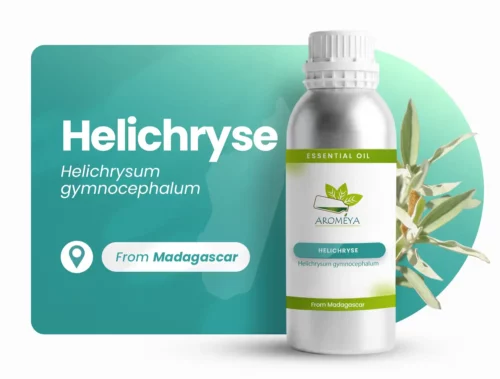 Hélichryse de Madagascar