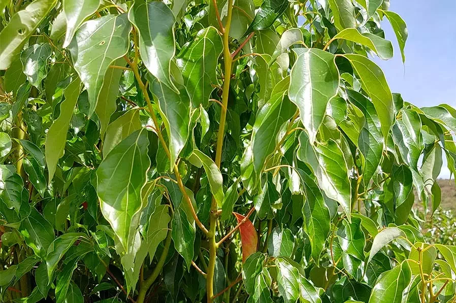 Vibrant green ravintsara leaves in their natural habitat, showcasing their rich color and healthy appearance