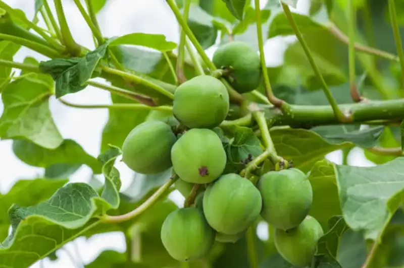 Close-up of green Jatropha seeds on the plant, surrounded by green leaves