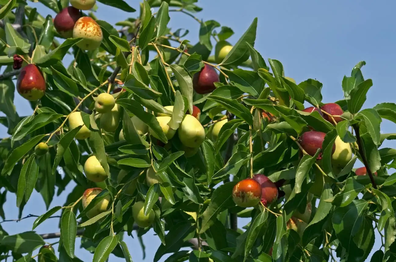 Jojoba fruits hanging from branches surrounded by abundant green leaves