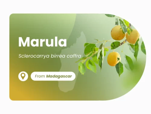 Marula de Madagascar