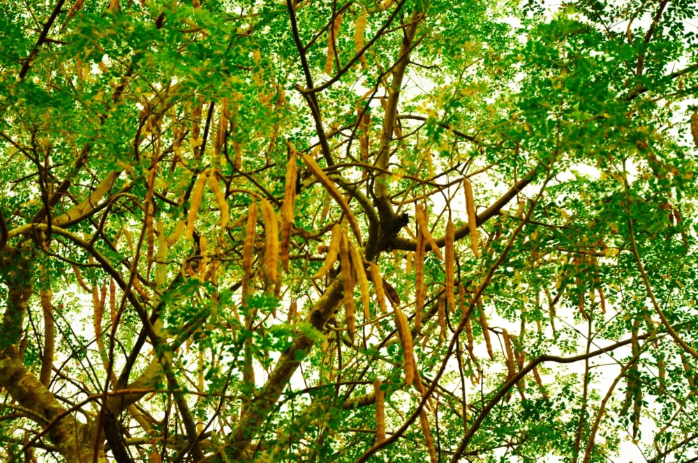Yellow moringa seeds hanging on the tree