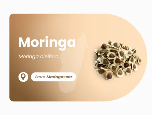 Moringa of Madagascar