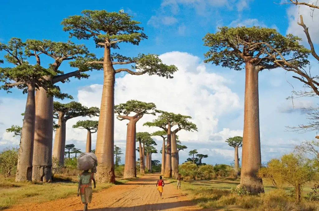 Alley of baobab trees with someone walking along the road, showcasing the iconic trees and their towering presence in the landscape