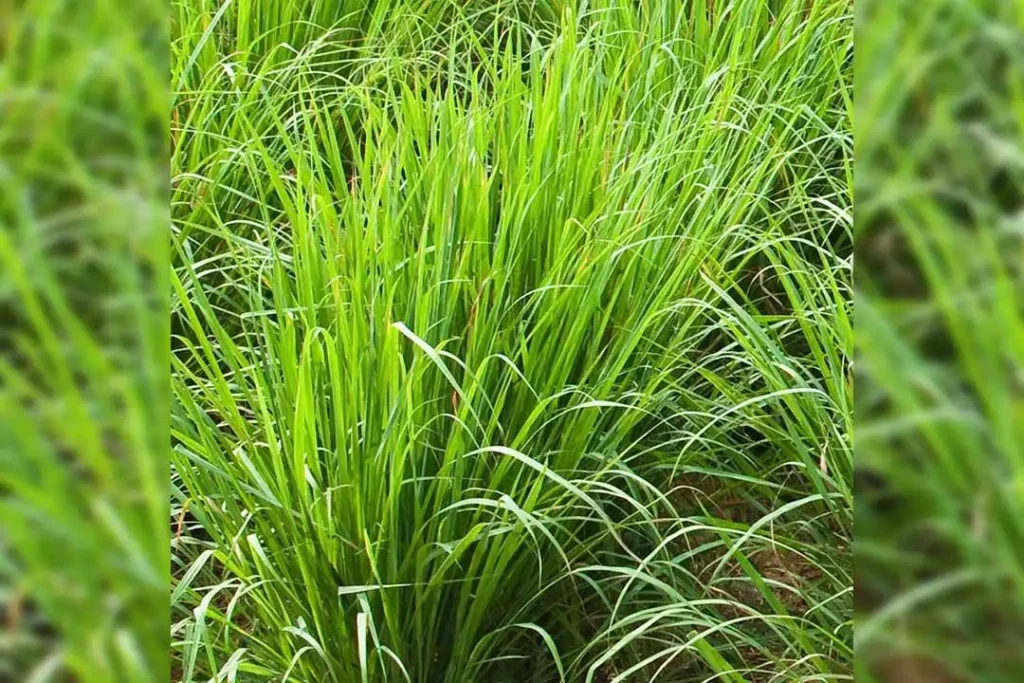 Palmarosa plants arranged in neat rows in a natural environment