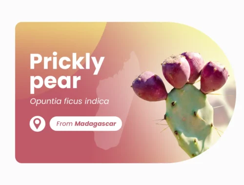 Prickly pear of Madagascar