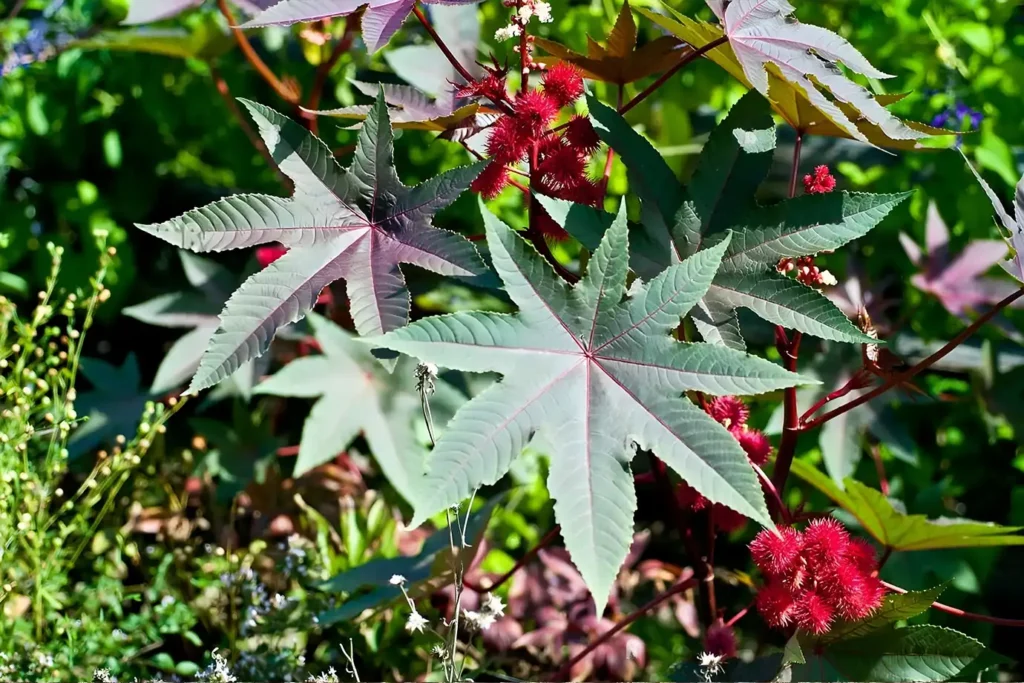Ricin plant with its red seeds
