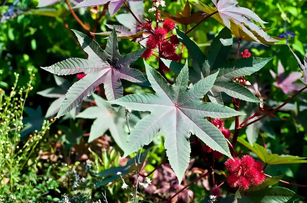 Ricin plant with its red seeds