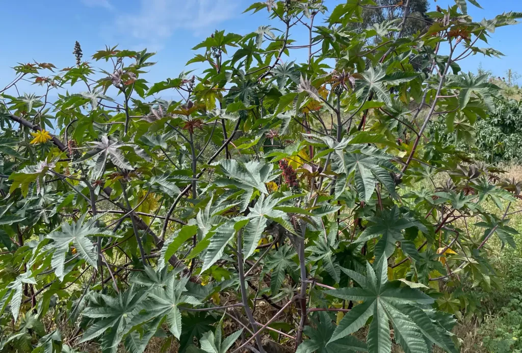 A wide outdoor shot of a flourishing Ricinus communis (castor bean plant) growing in a field under a bright blue sky. The plant features large, star-shaped green leaves with serrated edges and distinct reddish-purple stems. Small clusters of reddish seed pods and a few yellow flowers are visible among the dense foliage, highlighting the plant in its natural environment.