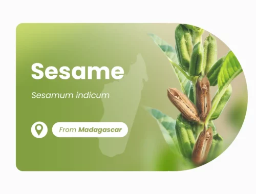 Sesame of Madagascar