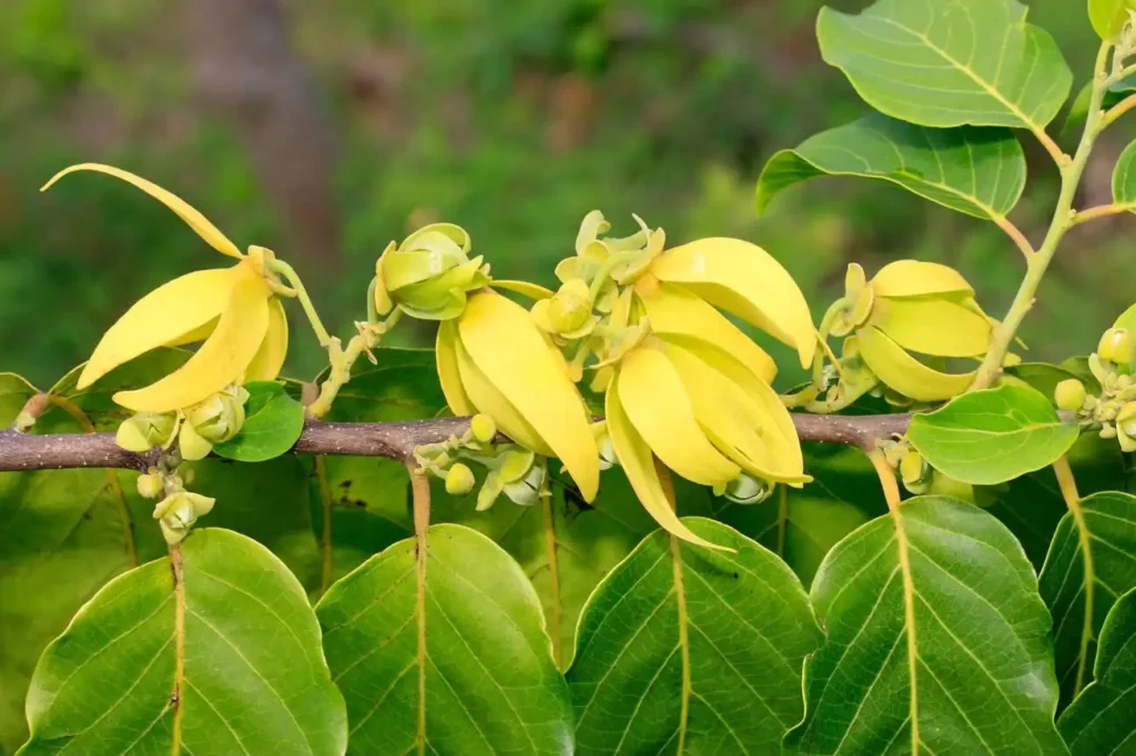 Close-up of an Ylang-ylang flower