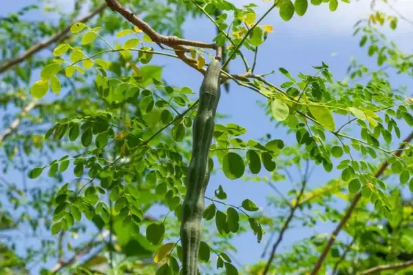 Long moringa seeds, showcasing their slender shape and natural texture