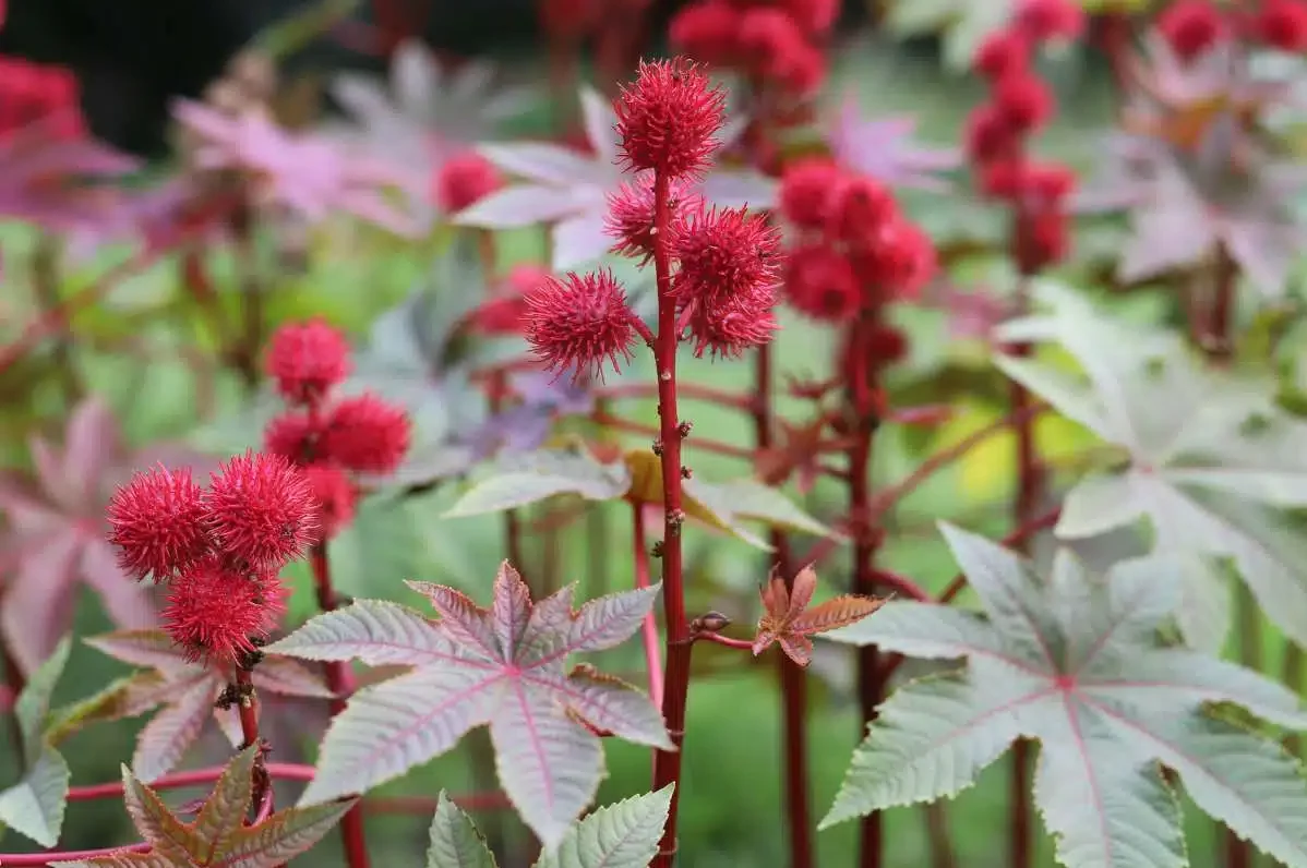 Red castor plant in its natural environment, showcasing its vibrant red leaves and unique growth pattern