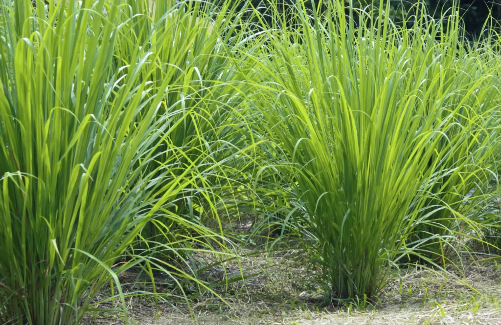 Close-up of green citronella plants, beautifully vibrant amidst the surrounding green environment