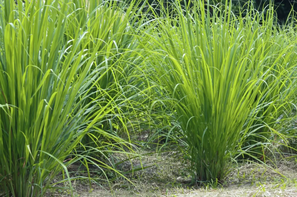 Close-up of green citronella plants, beautifully vibrant amidst the surrounding green environment