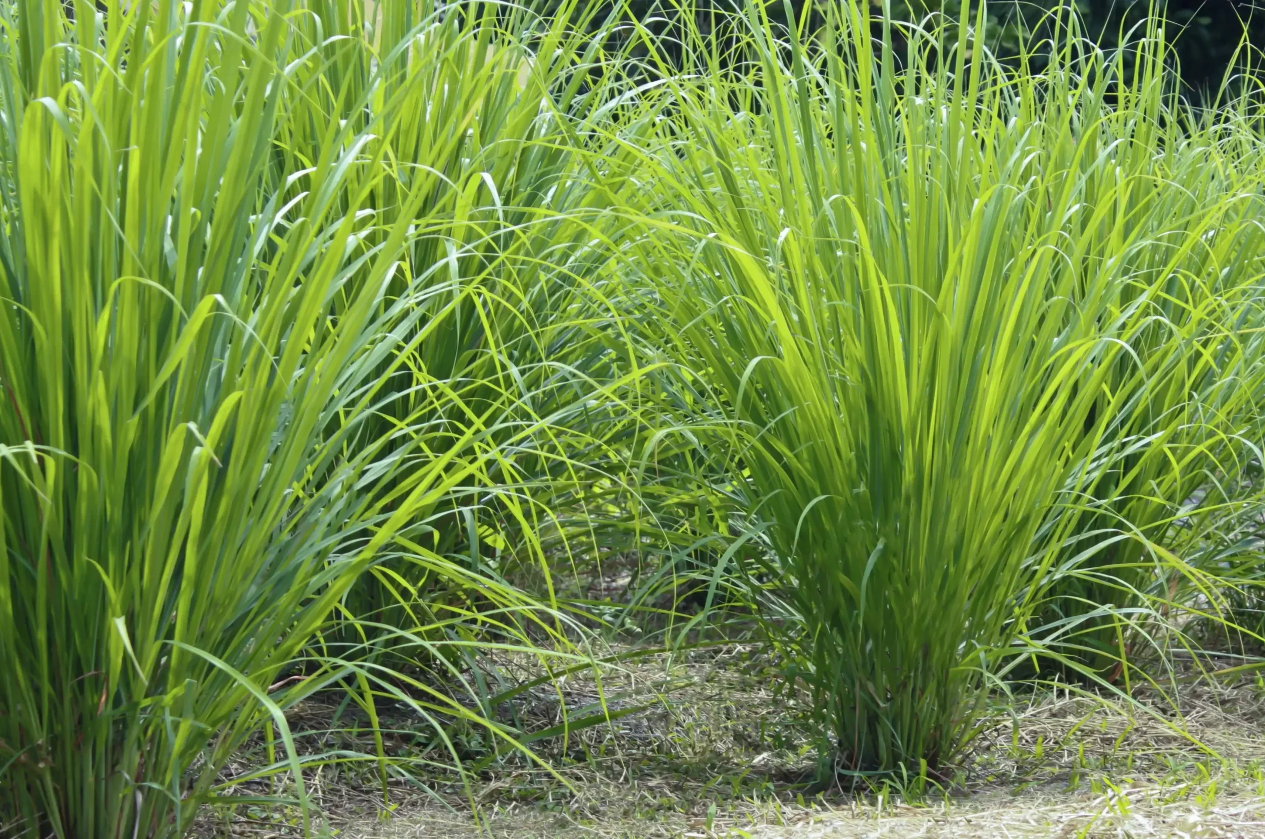 Close-up of green citronella plants, beautifully vibrant amidst the surrounding green environment