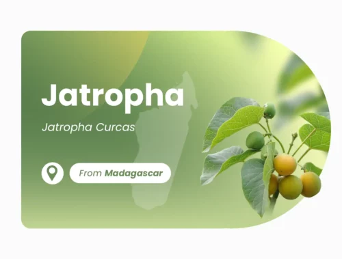 Jatropha de Madagascar