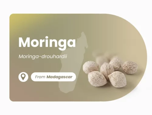 Moringa Drouhardii de Madagascar