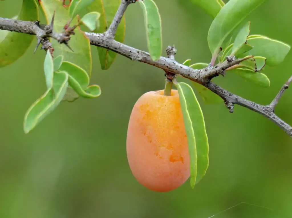 Close-up of an orange Ximenia fruit with a green background