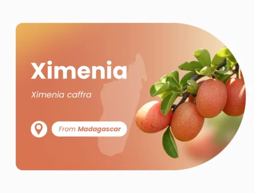 Ximenia de Madagascar