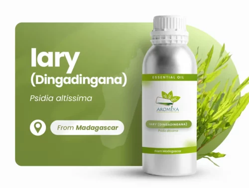 Iary de Madagascar (Dingadingana)