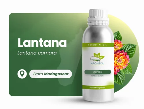 Lantana of Madagascar
